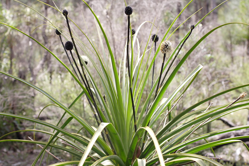 Dasypogon hookeri, Lokation: Australien | Western Australia | Jarrahwood | Jarrahwood 1.57 Km West Jarrahwood Kategorien: Familie: Dasypogonaceae (Dasypogonaceen), Datum: 30.10.2008