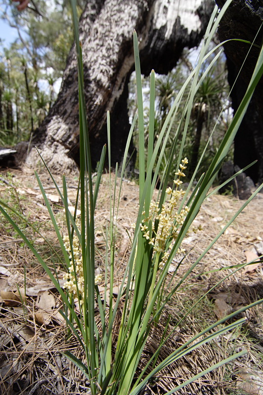 Lokation: Australien | Western Australia | Jarrahwood | Jarrahwood 1.58 Km West Jarrahwood Kategorien: Datum: 30.10.2008