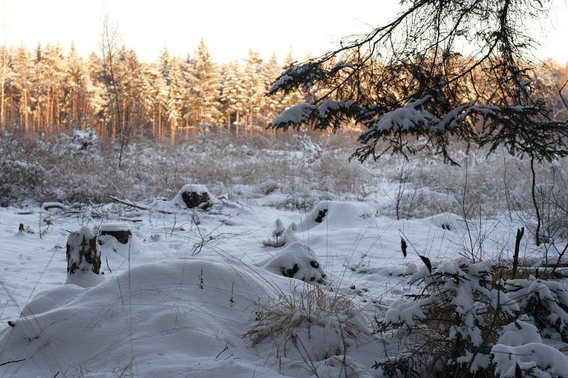 Kategorien: Datum: 06.01.2009