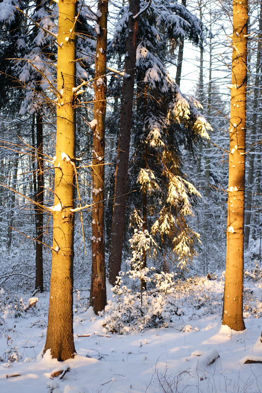 Kategorien: Datum: 06.01.2009