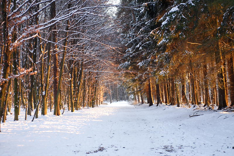 Kategorien: Datum: 06.01.2009