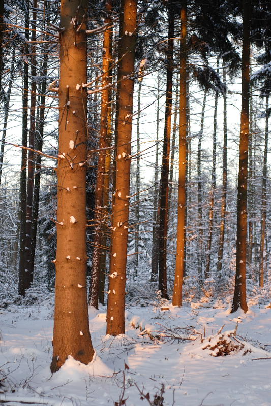 Kategorien: Datum: 06.01.2009