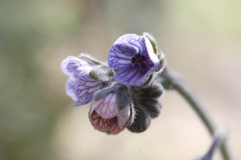 Cynoglossum creticum, Lokation: Spanien | Baleares | Calvià | Portals Vells Kategorien: Familie: Boraginaceae (Rauhblattgewächse ), Datum: 24.03.2009