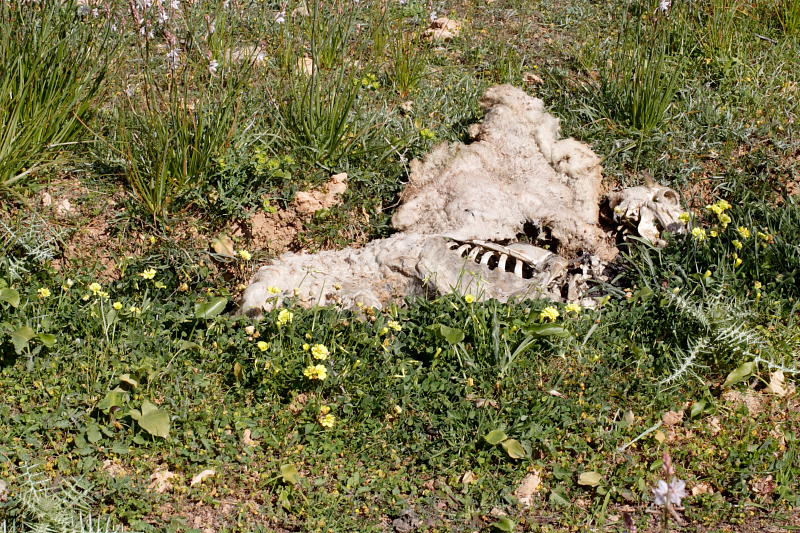 Lokation: Spanien | Baleares | Calvià | Portals Vells Kategorien: Datum: 24.03.2009