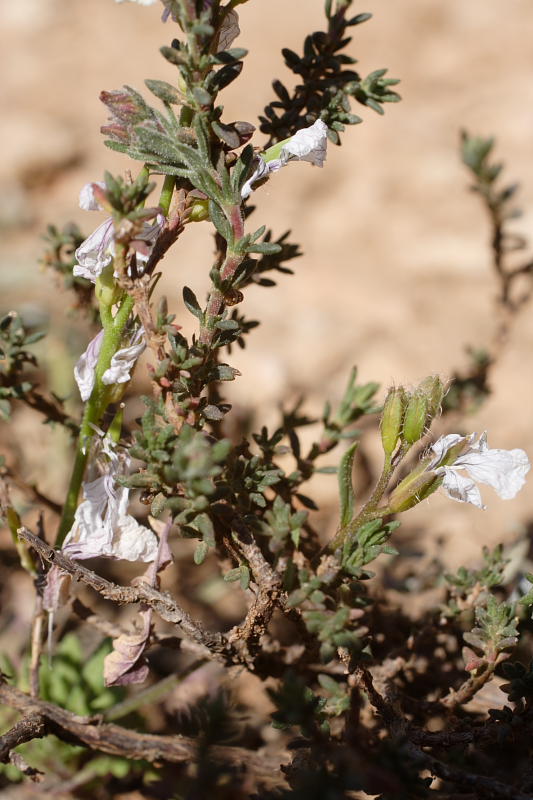 ?, Lokation: Spanien | Baleares | Calvià | Portals Vells Kategorien: Datum: 24.03.2009