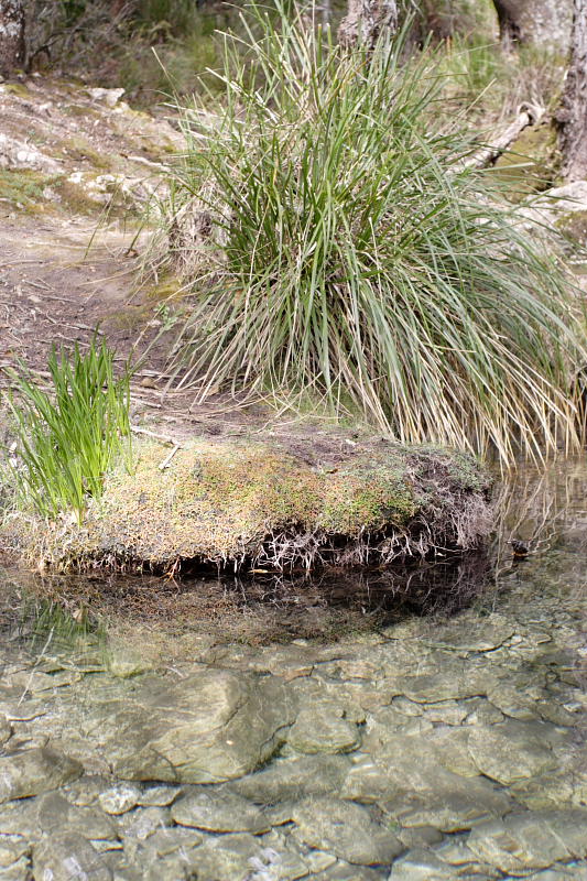 Lokation: Spanien | Baleares | Escorca | Escorca Kategorien: Datum: 25.03.2009