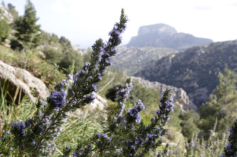 Lokation: Spanien | Baleares | Mancor De La Vall | Fornalutx Kategorien: Datum: 25.03.2009