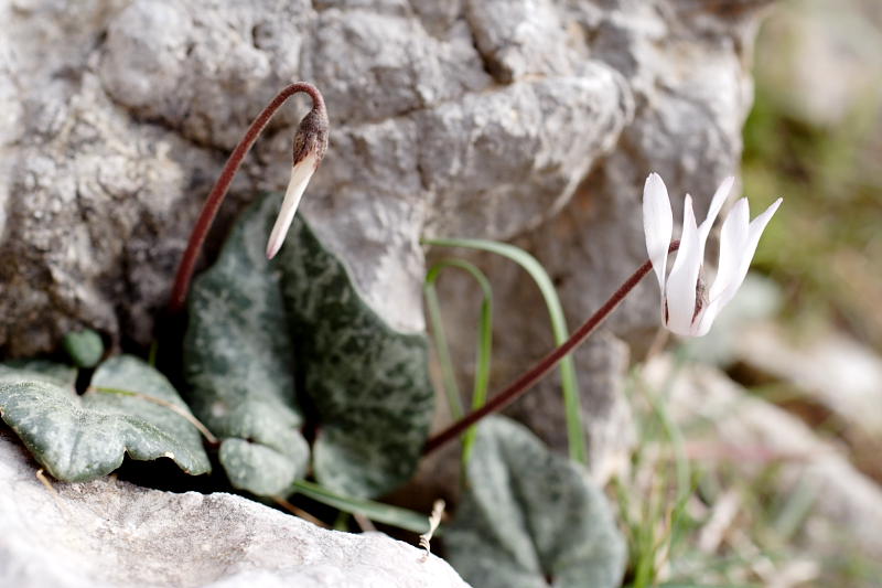 Cyclamen balearicum, Lokation: Spanien | Baleares | Mancor De La Vall | Mancor de la Vall Kategorien: Familie: Primulaceae (Schlüsselblumengewächse ), Datum: 25.03.2009
