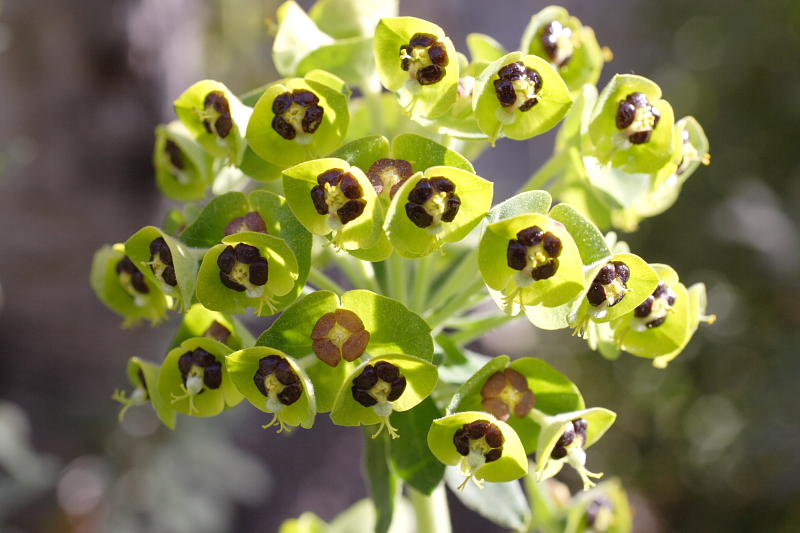 Euphorbia characias, Lokation: Spanien | Baleares | Mancor De La Vall | Mancor de la Vall Kategorien: Familie: Euphorbiaceae (Wolfsmilchgewächse ), Datum: 27.03.2009