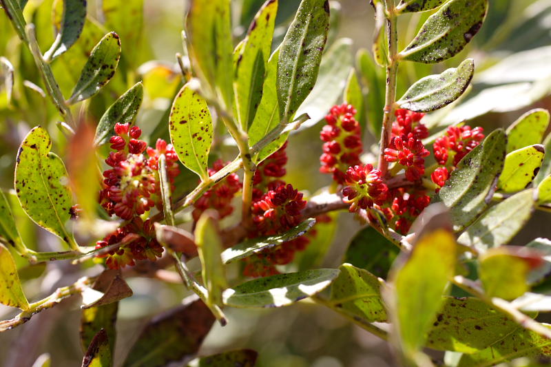 Pistacia lentiscus, Lokation: Spanien | Baleares | Cala Sant Vicenç (Pollença) | Can Singala Kategorien: Familie: Anacardiaceae (Sumachgewächse ), Datum: 27.03.2009