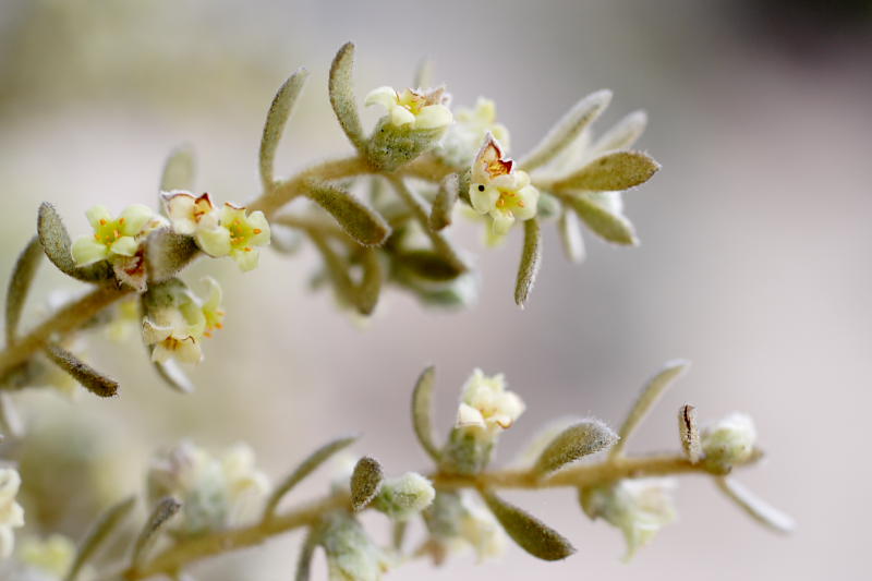 Thymelaea myrtifolia, Lokation: Spanien | Baleares | Santa Margalida | Can Picafort Kategorien: Familie: Thymelaeaceae (Seidelbastgewächse ), Datum: 28.03.2009