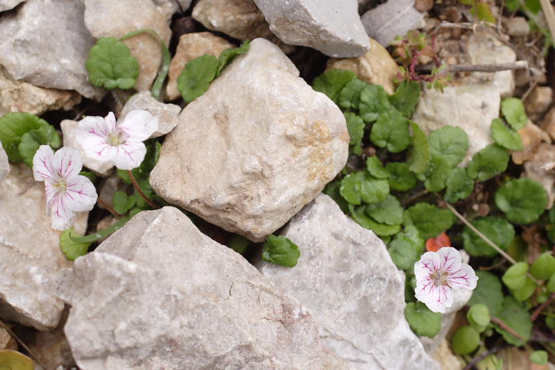Erodium reichardii, Lokation: Spanien | Baleares | Bon Aire | Formentor Kategorien: Familie: Geraniaceae (Storchschnabelgewächse ), Datum: 29.03.2009