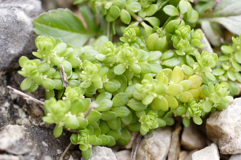 ?, Lokation: Spanien | Baleares | Bon Aire | Formentor Kategorien: Datum: 29.03.2009