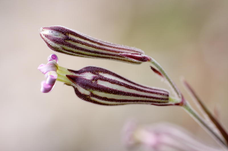 Silene secundiflora, Lokation: Spanien | Baleares | Es Mal Pas | Formentor Kategorien: Familie: Caryophyllaceae (Nelkengewächse ), Datum: 29.03.2009