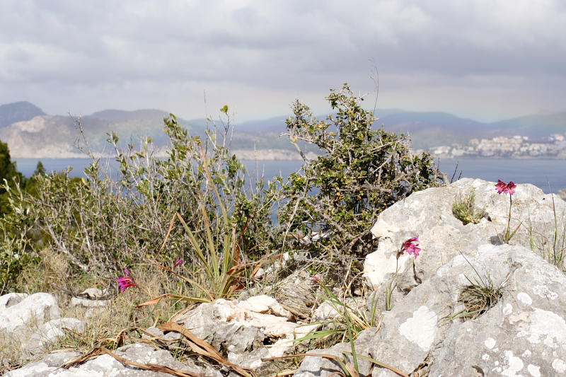 Lokation: Spanien | Baleares | Calvià | Santa Ponça Kategorien: Datum: 31.03.2009