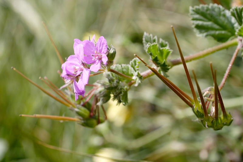 Erodium malacoides, Lokation: Spanien | Baleares | Calvià | Santa Ponça Kategorien: Familie: Geraniaceae (Storchschnabelgewächse ), Datum: 31.03.2009