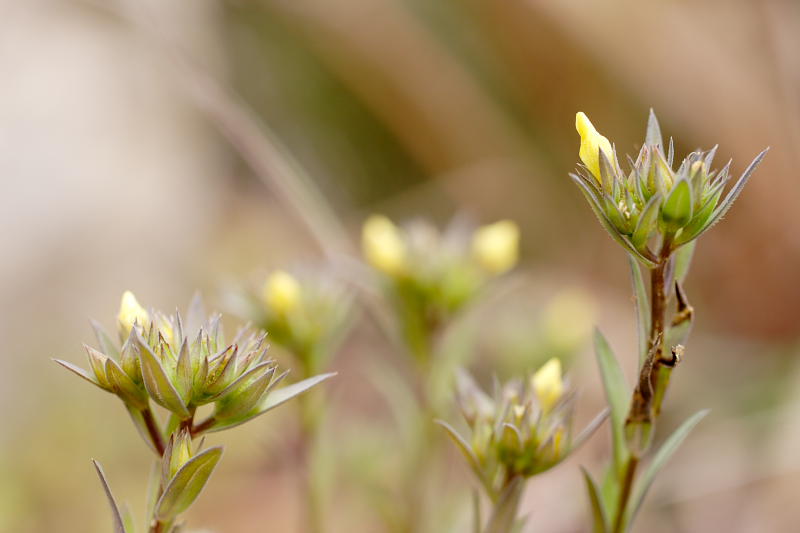 ?, Lokation: Spanien | Baleares | Calvià | Santa Ponça Kategorien: Datum: 31.03.2009