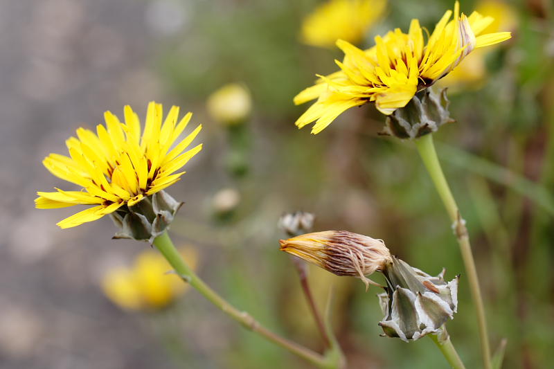 Reichardia tingitana, Lokation: Spanien | Baleares | Calvià | Santa Ponça Kategorien: Familie: Asteraceae (Korbblütler ), Datum: 31.03.2009
