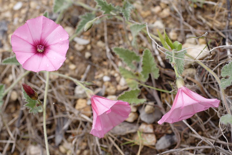 Convolvulus althaeoides, Lokation: Spanien | Baleares | Calvià | Santa Ponça Kategorien: Familie: Convolvulaceae (Windengewächse ), Datum: 31.03.2009