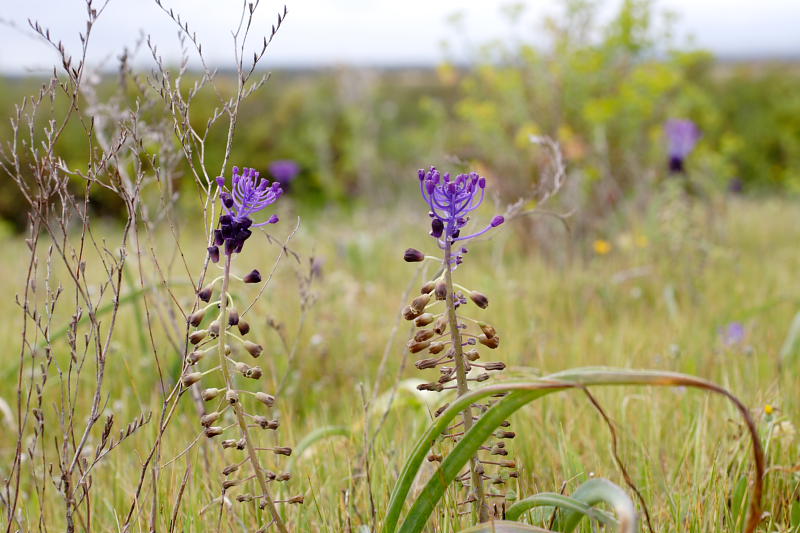 Muscari comosum, Lokation: Spanien | Baleares | Ses Salines | Colònia de Sant Jordi Kategorien: Familie: Asparagaceae (Spargelgewächse ), Datum: 01.04.2009