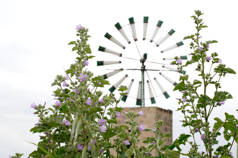 Lokation: Spanien | Baleares | Campos | Campos Kategorien: Datum: 01.04.2009