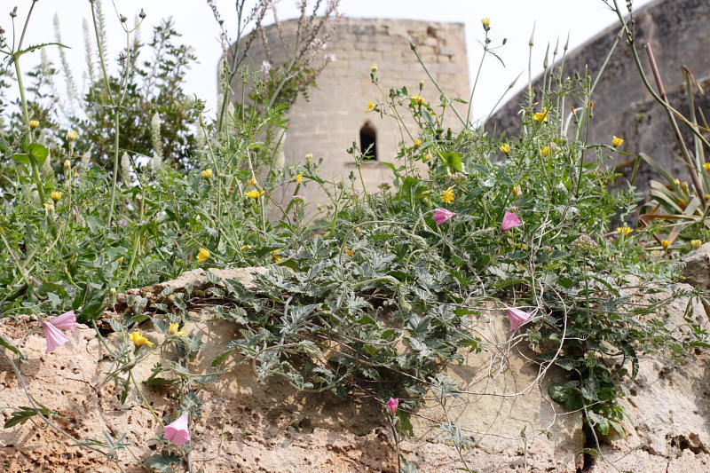 Lokation: Spanien | Baleares | Palma De Mallorca | el Terreno Kategorien: Datum: 02.04.2009