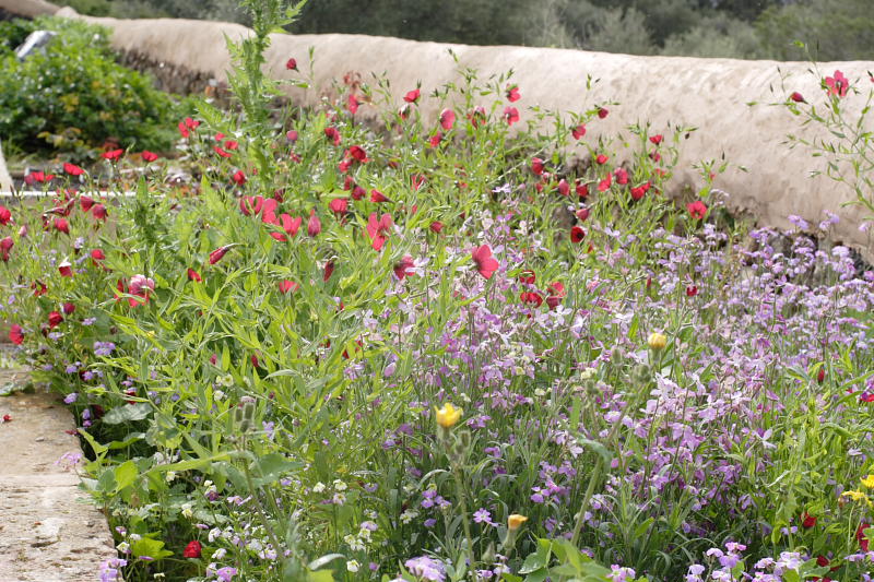 Lokation: Spanien | Baleares | Palma De Mallorca | el Terreno Kategorien: Datum: 02.04.2009