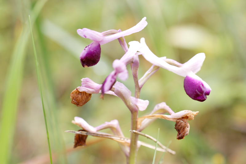 Orchis longicornu, Lokation: Spanien | Baleares | Palma De Mallorca | el Terreno Kategorien: Familie: Orchidaceae (Orchideen ), Datum: 02.04.2009