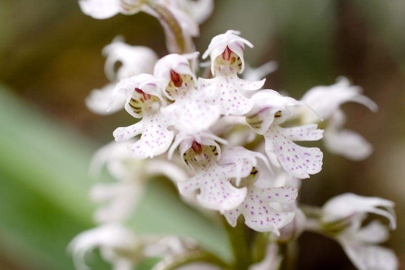 Orchis conica, Lokation: Spanien | Baleares | Palma De Mallorca | el Terreno Kategorien: Familie: Orchidaceae (Orchideen ), Datum: 02.04.2009