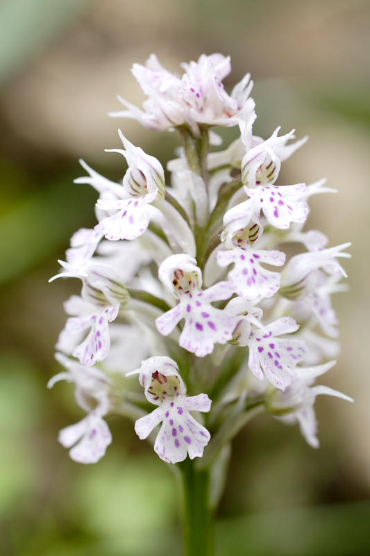 Orchis conica, Lokation: Spanien | Baleares | Palma De Mallorca | el Terreno Kategorien: Familie: Orchidaceae (Orchideen ), Datum: 02.04.2009