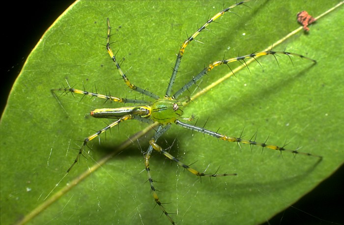 Listspinne, Lokation: Madagaskar, Akanin´ny Nofy Kategorien: Spinnen, Datum: 07.08.2000
