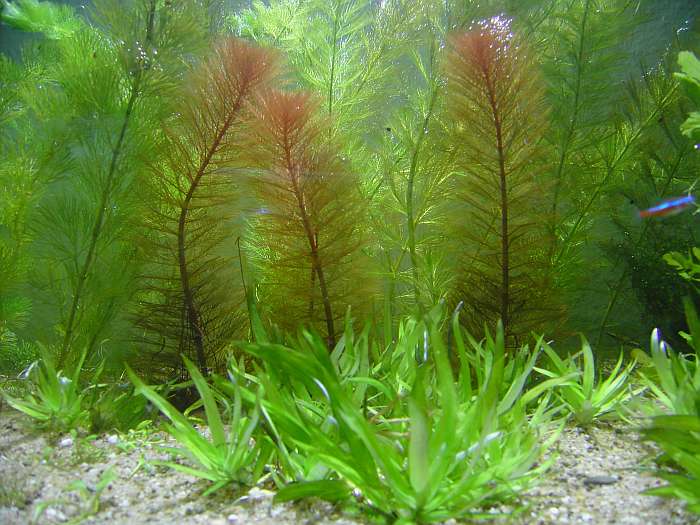 Lokation: Zuhause Kategorien: Aquarien, Datum: 29.10.2004