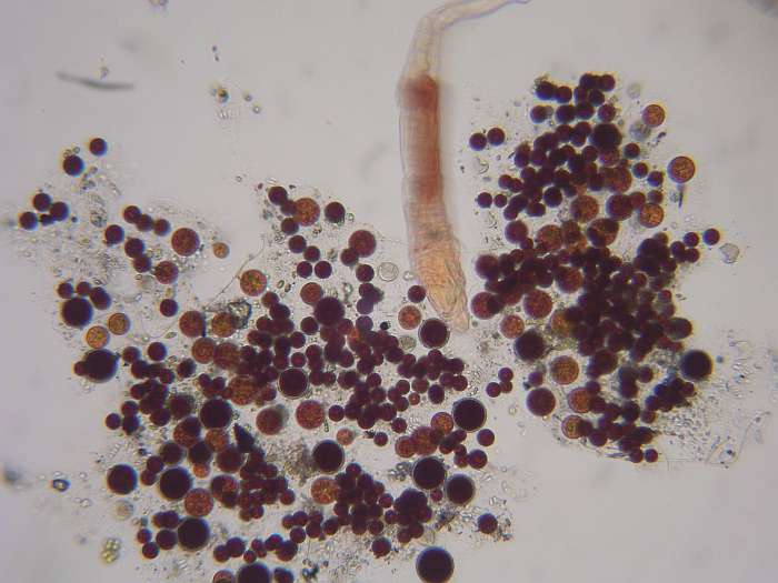 Lokation: Zuhause Kategorien: Mikro, Datum: 13.11.2004