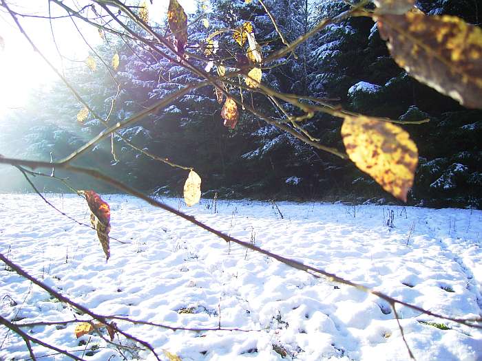 Lokation: Engelskirchen Kategorien: Winter, Datum: 21.11.2004