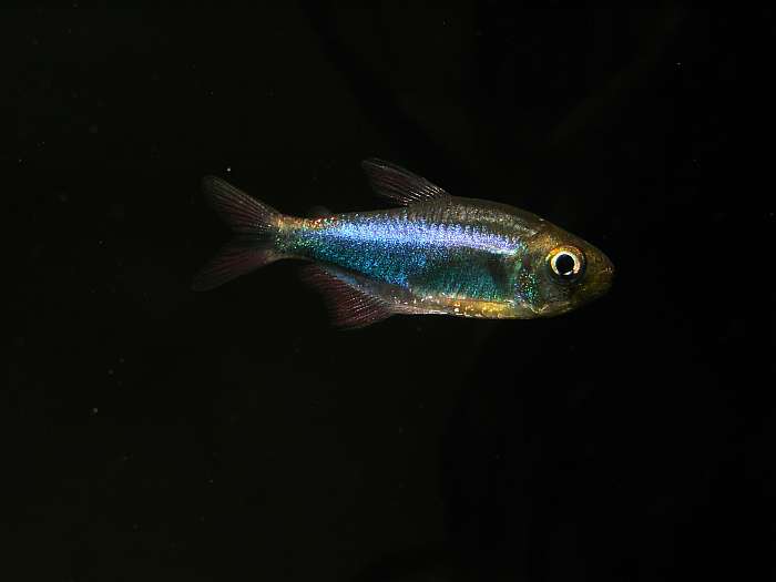 Lokation: Zuhause Kategorien: Fische, Datum: 26.11.2004