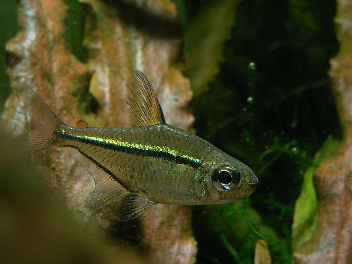 Lokation: Zuhause Kategorien: Fische, Datum: 26.11.2004