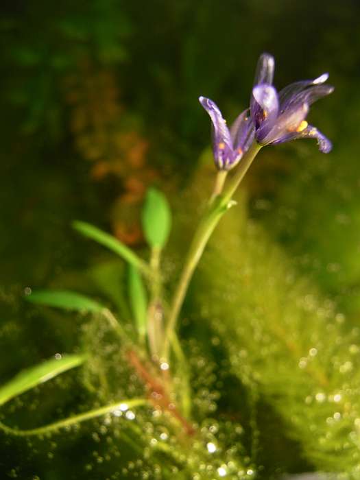 Kategorien: Blüte, Aquarien, Datum: 31.01.2005