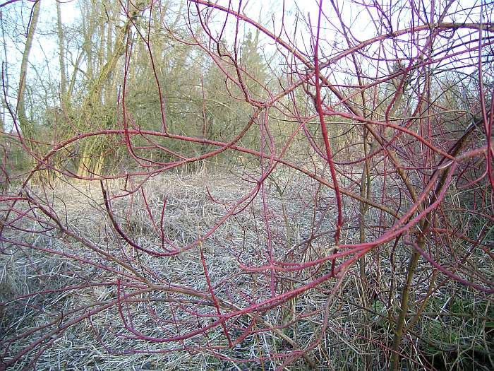 Lokation: NSG Kradepohlsmühlenweg Kategorien: Landschaft, Datum: 05.02.2005