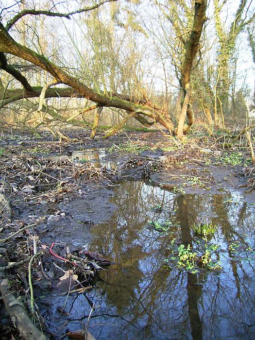 Lokation: NSG Kradepohlsmühlenweg Kategorien: Landschaft, Datum: 05.02.2005