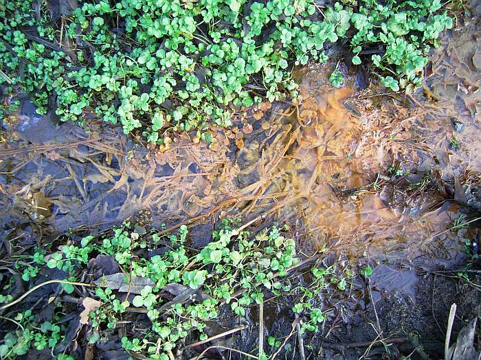 Lokation: NSG Kradepohlsmühlenweg Kategorien: Vegetation, Datum: 05.02.2005