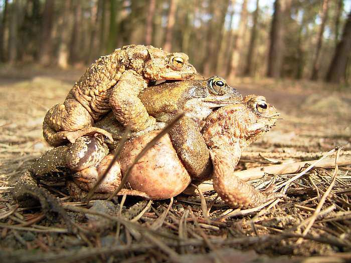 Lokation: Schluchter Heide Kategorien: Amphibien, Datum: 20.03.2005