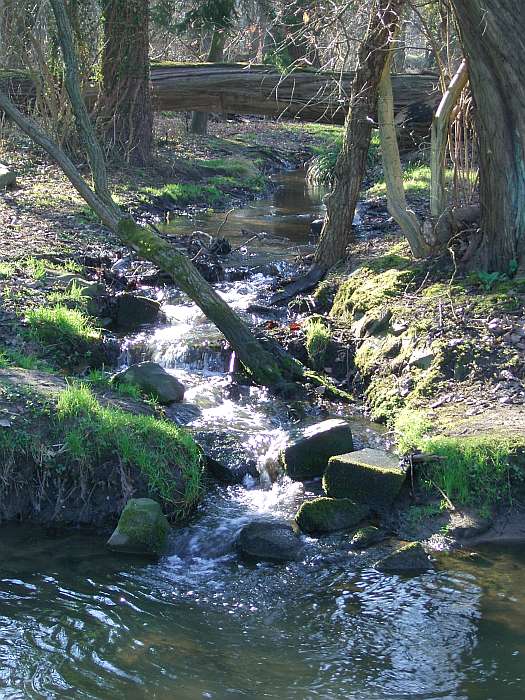 Lokation: NSG Kradepohlsmühlenweg Kategorien: Bach, Datum: 21.03.2005