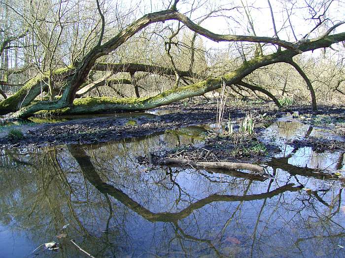Lokation: NSG Kradepohlsmühlenweg Kategorien: Baum, Datum: 21.03.2005
