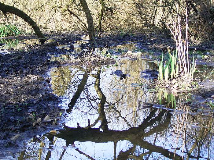 Lokation: NSG Kradepohlsmühlenweg Kategorien: Baum, Datum: 21.03.2005