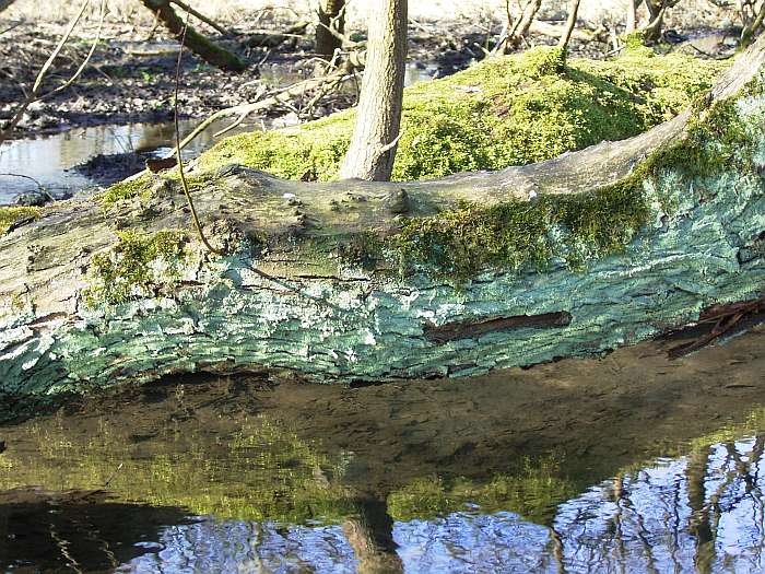 Lokation: NSG Kradepohlsmühlenweg Kategorien: Baum, Datum: 21.03.2005