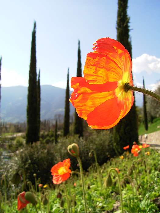Lokation: Südtirol, Meran Kategorien: Blüte, Garten, Datum: 01.04.2005