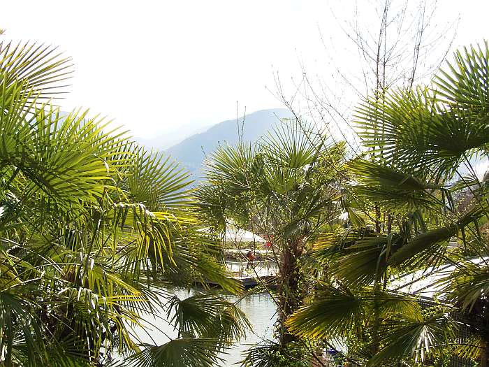 Lokation: Südtirol, Meran Kategorien: Garten, Datum: 01.04.2005