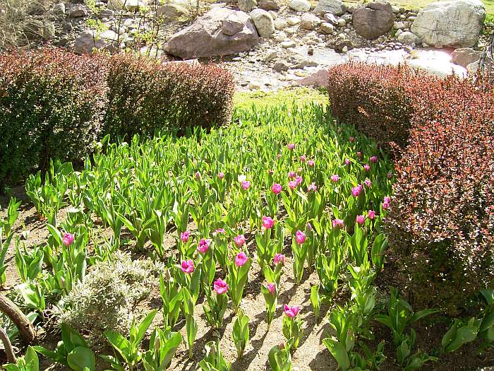 Lokation: Südtirol, Meran Kategorien: Garten, Datum: 01.04.2005