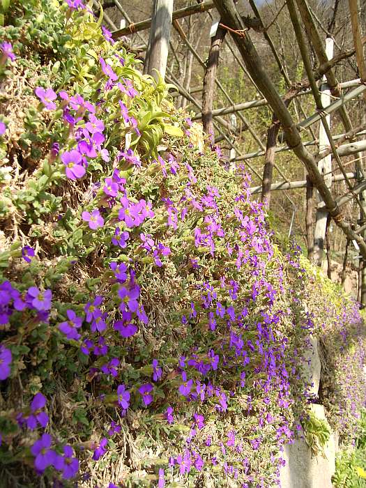 Lokation: Südtirol, Meran Kategorien: Garten, Datum: 01.04.2005