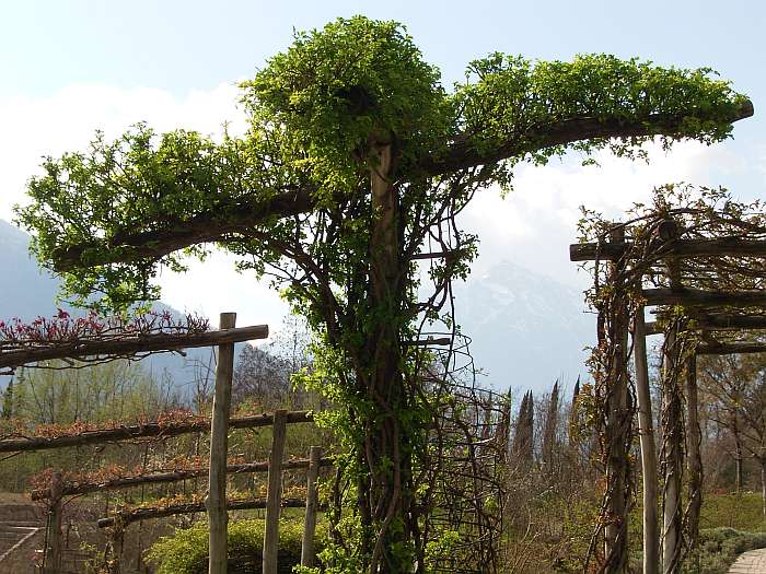Lokation: Südtirol, Meran Kategorien: Garten, Datum: 01.04.2005